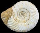 Wide Ammonite Fossil With Stand - Madagascar #51259-1